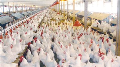 اسعار الدواجن اليوم الجمعة 8 يوليو 2022