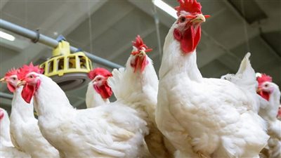زيادة كبيرة في أسعار الدواجن اليوم الجمعه في جميع الأسواق رغم عيد الاضحي