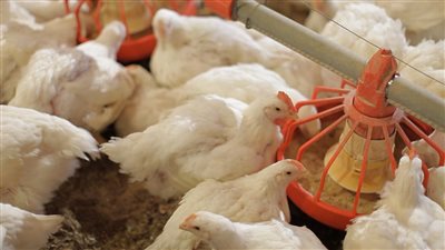 سعر الفراخ فى بورصه الدواجن اليوم الجمعة 8 7 2022