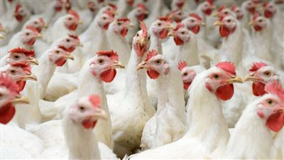 أسعار الفراخ اليوم 9 7 2022