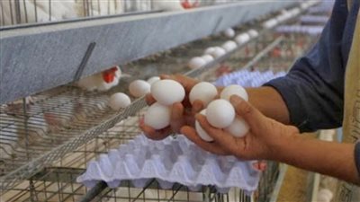 سعر كرتونه البيض اليوم اول ايام عيد الاضحى