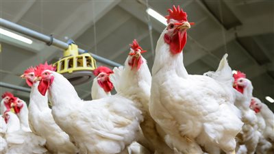 أسعار الدواجن ومنتجاتها اليوم الإثنين الموافق 11 يوليو 2022