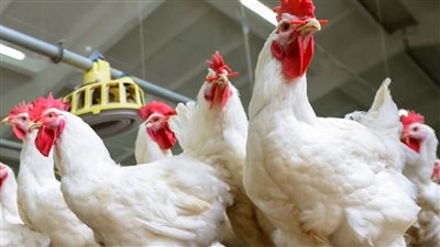 الحقي خزنيها سعر كيلو الدواجن رابع أيام عيد الاضحي 12 يوليو 2022