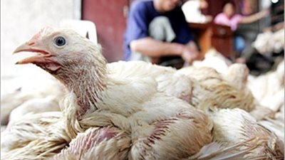 فرنسا تعلن ظهور إصابات بأنفلونزا الطيور في جنوب غرب البلاد