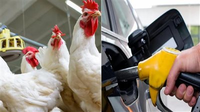 ارتفاع أسعار الفراخ بعد رفع تسعيرة السولار توضيح هام من شعبة الدواجن