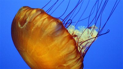 إسعافات الأولية للسعة قنديل البحر