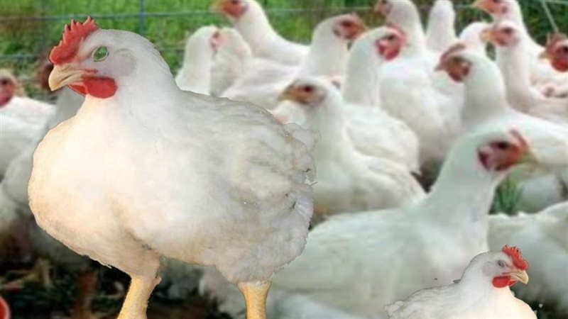 الحق والضلال