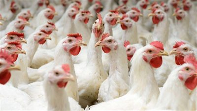 سعر الدواجن اليوم السبت بالاسواق