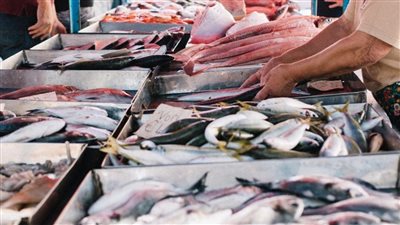 اسعار الاسماك اليوم فى الاسواق