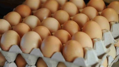 بشرى سارة للمواطنين حول اسعار البيض
