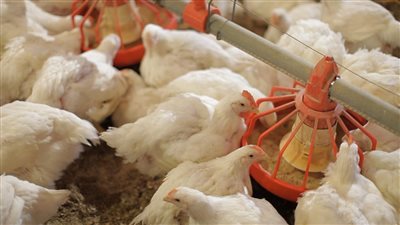 أسعار الدواجن ومنتجاتها اليوم الخميس في الأسواق المصرية