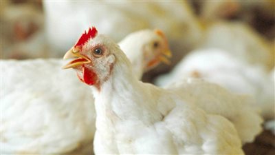 بعد هبوطها أمس شاهد ماذا حدث لأسعار الدواجن اليوم السبت