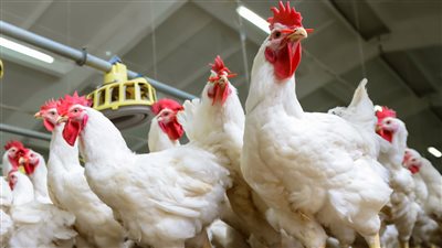 شاهد ماذا حدث في أسعار الدواجن ومنتجاتها اليوم في الأسواق