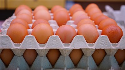 سعر البيض في مصر اليوم الثلاثاء
