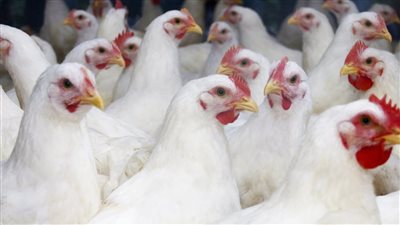 أسعار الدواجن فى مصر اليوم الأربعاء