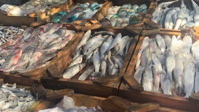 أسعار الاسماك فى اسواق الجملة بمصر اليوم الأربعاء