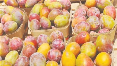 فرصة للتخزين هبوط كبير في أسعار المانجا اليوم في جميع الأسواق