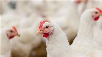 تعرف علي سعر الفراخ اليوم 28 يوليو 2022