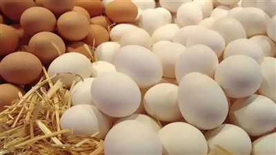 سعر البيض اليوم الخميس في مصر