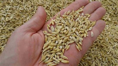 تعرف علي فوائد الشعير المغلي لا تستغني عنه بعد اليوم