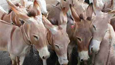 بالصور نكشف حقيقة افتتاح مدبح للحمير فى مصر