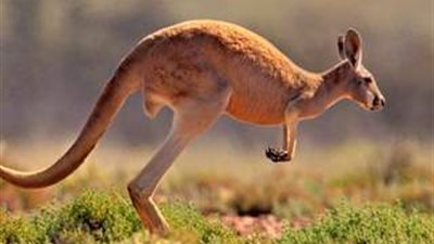 شاهد بالصور اغرب كنغر فى العالم يجذب الاف المتابعين على الانترنت
