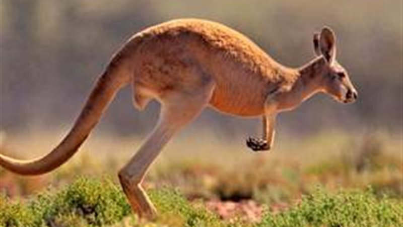 الحق والضلال