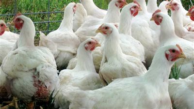 انخفاض كبير في أسعار الفراخ في الاسواق بالمحافظات في ثاني أيام عيد الميلاد