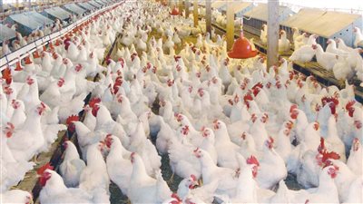 مفاجأة في اسعار الفراخ اليوم بعد الافراج عن كمية كبيره من الاعلاف