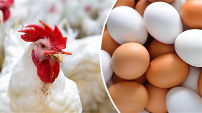 تعرف علي اسعار الفراخ اليوم 31 يناير 2023