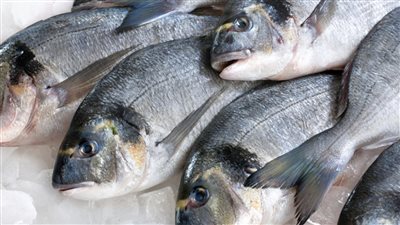 السمك بـ 60 جنيه في السوق الاعلان عن موعد انخفاض اسعار الاسماك