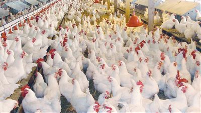 الموعد النهائي لرجوع اسعار الدواجن الي طبيعتها في السوق