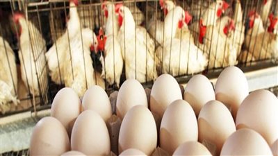 البانيه عدي الـ 200 جنيه قفزة جديدة خياليه في اسعار الفراخ بالاسواق