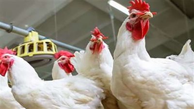 بعد انتشار الفراخ البرازيلي انهيار في اسعار الدواجن والبانيه في السوق