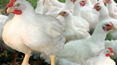 اسعار الفرخ اليوم الجمعه 3 مارس 2023