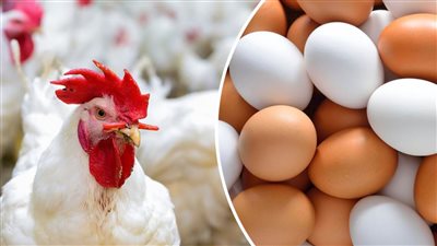 تراجع في اسعار الفراخ اليوم الاربعاء 15 مارس 2023