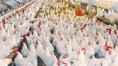 الفراخ رجعت لاسعارها القديمه في السوق شوف الكيلو وصل لكام منذ قليل