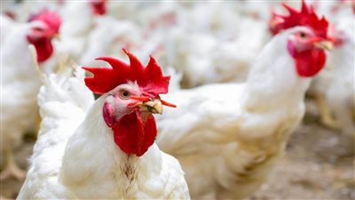 الكيلو ب٦٢ جنية ثروة تهز سوق الدواجن وخبر سارة تزفه الشعبة بشان الاسعار