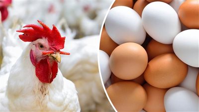 عقب قرار البنك المركزي تعرف علي اسعار الفراخ اليوم الجمعه 31 مارس 2023