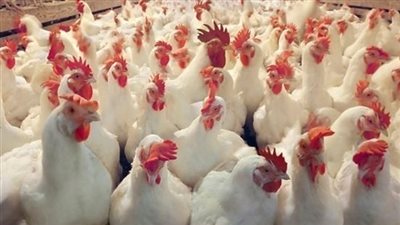 انخفاض كبير فى اسعار الدواجن اليوم الجمعه 8 سبتمبر شاهد سعر الكيلو