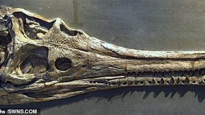 علماء يتعرفون على هوية تمساح عمره 180 مليون سنة