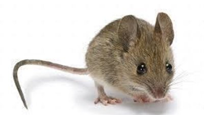 تعرف على حكايات المصريين مع المرعب الصغير