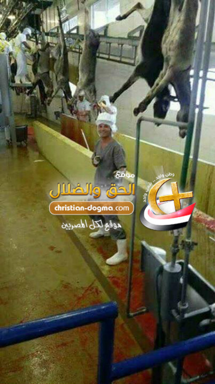 بالصور نكشف حقيقة افتتاح مدبح للحمير فى مصر