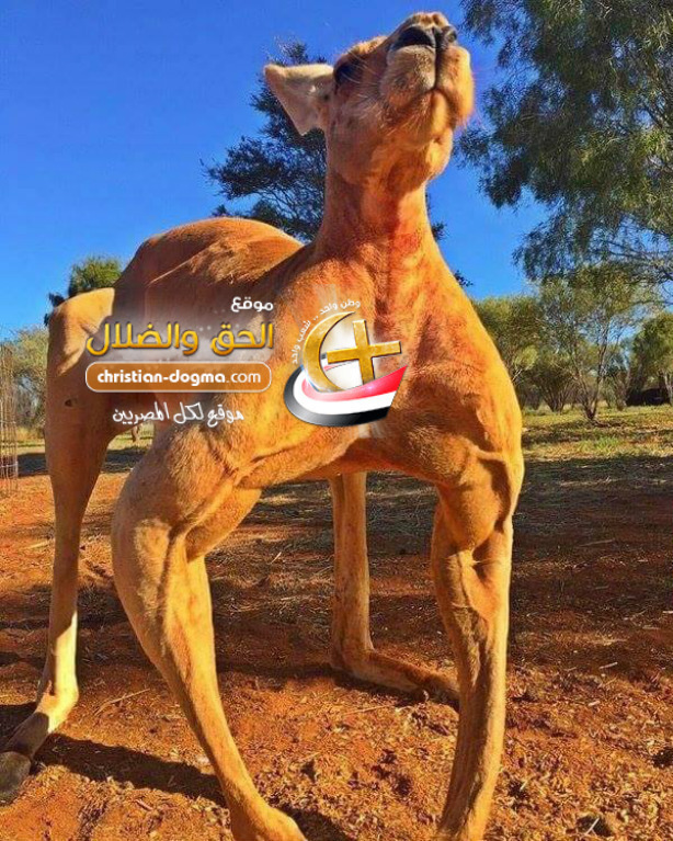 شاهد بالصور اغرب كنغر فى العالم يجذب الاف المتابعين على الانترنت