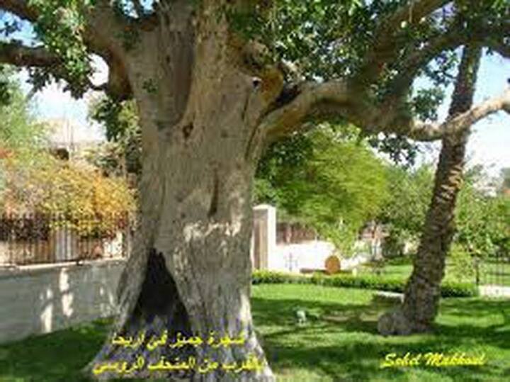 شاهد شجرة الجميزة المقدسة وسط أريحا التي صعد عليها زكا العشار
