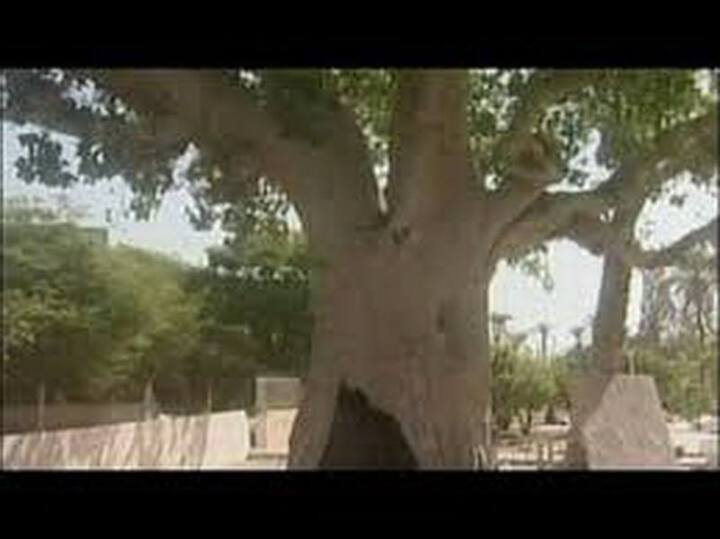 شاهد شجرة الجميزة المقدسة وسط أريحا التي صعد عليها زكا العشار